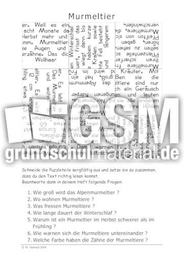 Murmeltier.pdf